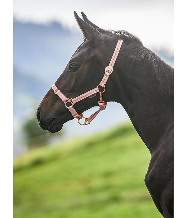 Licol poulain et shetland  Shimmering