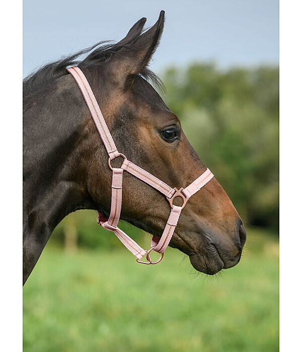 Licol poulain et shetland  Shimmering
