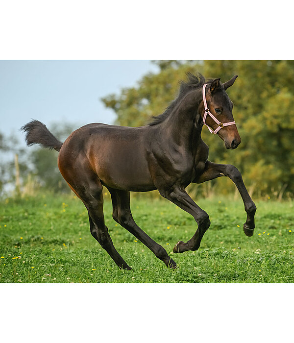 Licol poulain et shetland  Shimmering