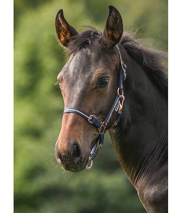 Licol poulain et shetland  Shimmering