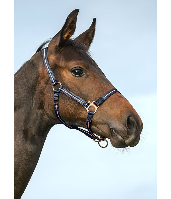 Licol poulain et shetland  Shimmering