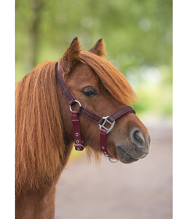 Licol poulain et shetland  Twinkle