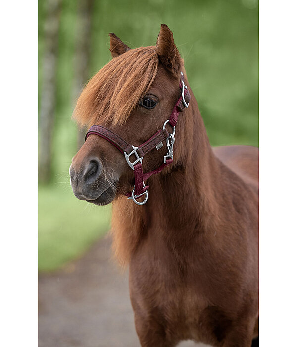 Licol poulain et shetland  Twinkle