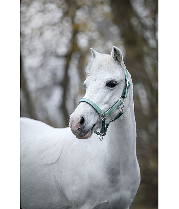 Licol poulain et shetland  Twinkle