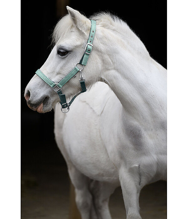 Licol poulain et shetland  Twinkle