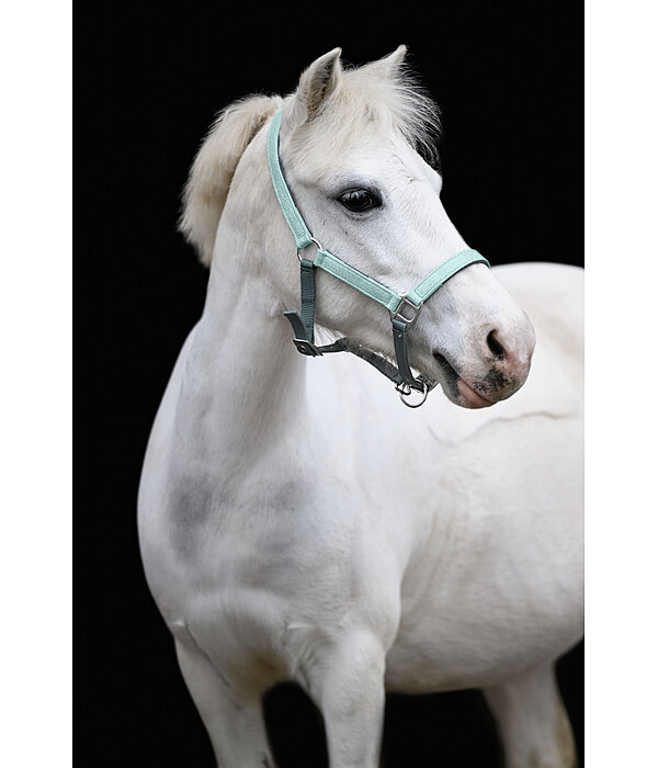 Licol poulain et shetland  Twinkle
