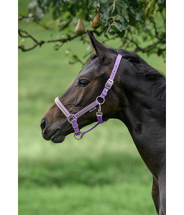 Licol poulain et shetland  Blaire