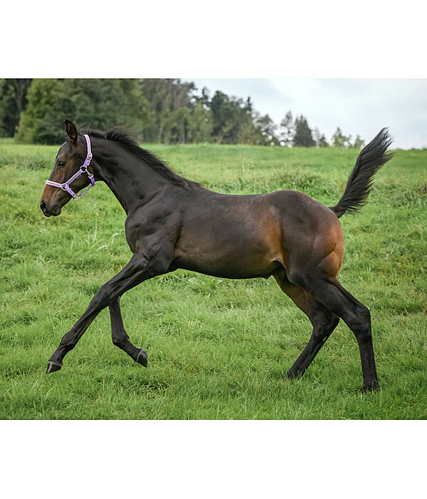 Licol poulain et shetland  Blaire