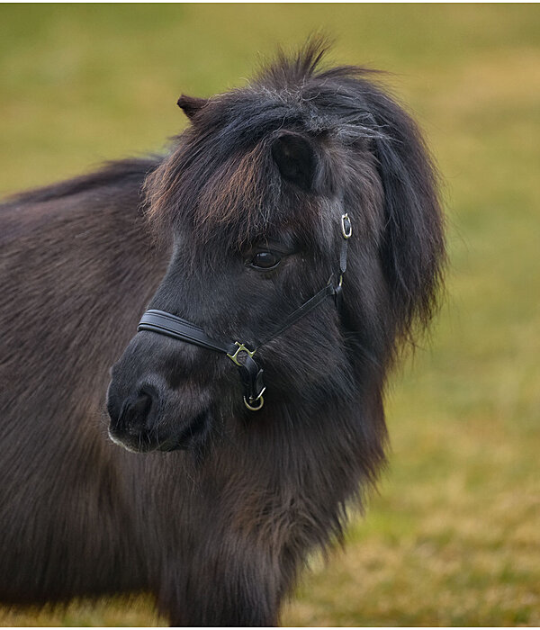Licol en cuir pour poulain et shetland SHOWMASTER Siri
