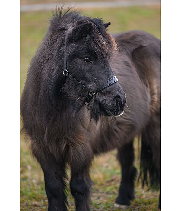 Licol en cuir pour poulain et shetland SHOWMASTER Siri